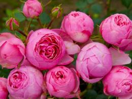 花开锦簇的艾拉绒球，非常漂亮的粉色月季花艾拉绒球图片