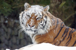 雪地中的大老虎和<span style='color:red;'>小老虎</span>可爱打闹图片