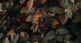 长满红色小果实的植物“黑果荚蒾”等叶子桌面壁纸