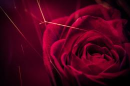 摄影师镜头下的唯美花卉花朵<span style='color:red;'>微距</span>意境图片
