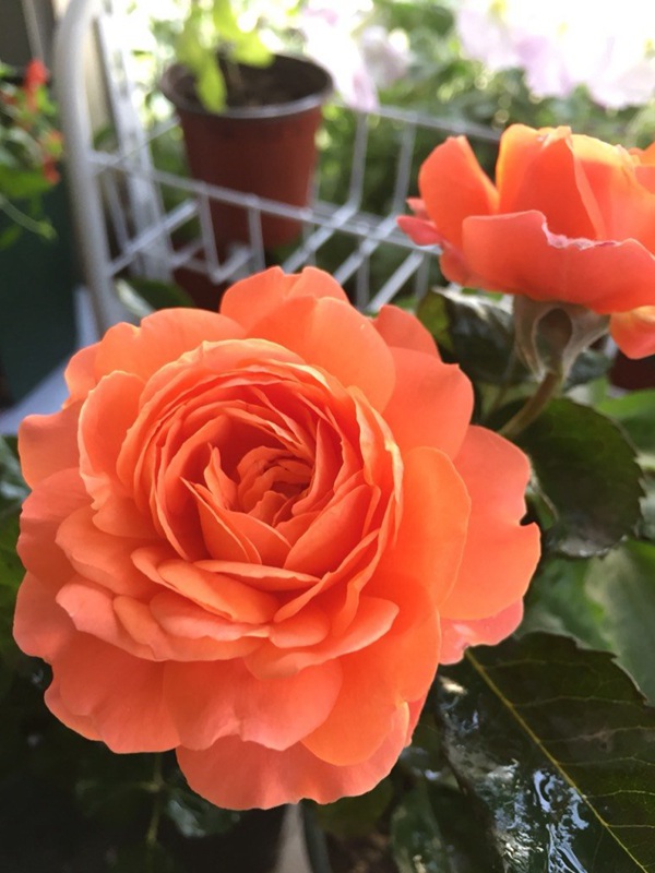 橙色花朵的月季花品种土星王阳台图片