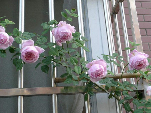 月季花-自由精神图片，英国Austen培育的一种藤本月季花