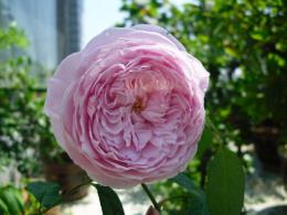 月季花-自由精神图片，英国Austen培育的一种藤本月季花