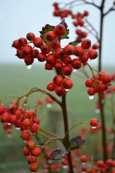 下雨中的户外野果，<span style='color:red;'>果实</span>，枝叶唯美带雨滴雨珠意境图片