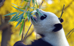 动物园里懒洋洋吃竹子或<span style='color:red;'>晒太阳</span>的大熊猫图片
