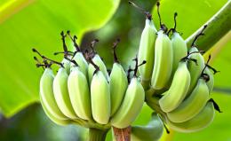 挂在树上马上就要成熟可以吃的香蕉图片