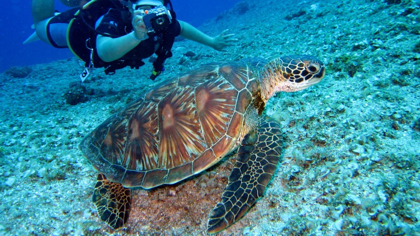 深海中游泳还和你打招呼的可爱海龟图片