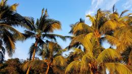 长在沙滩上的热带常绿乔木椰子树图片