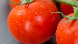 既是<span style='color:red;'>蔬菜</span>又是水果，营养丰富好吃的西红柿高清图片