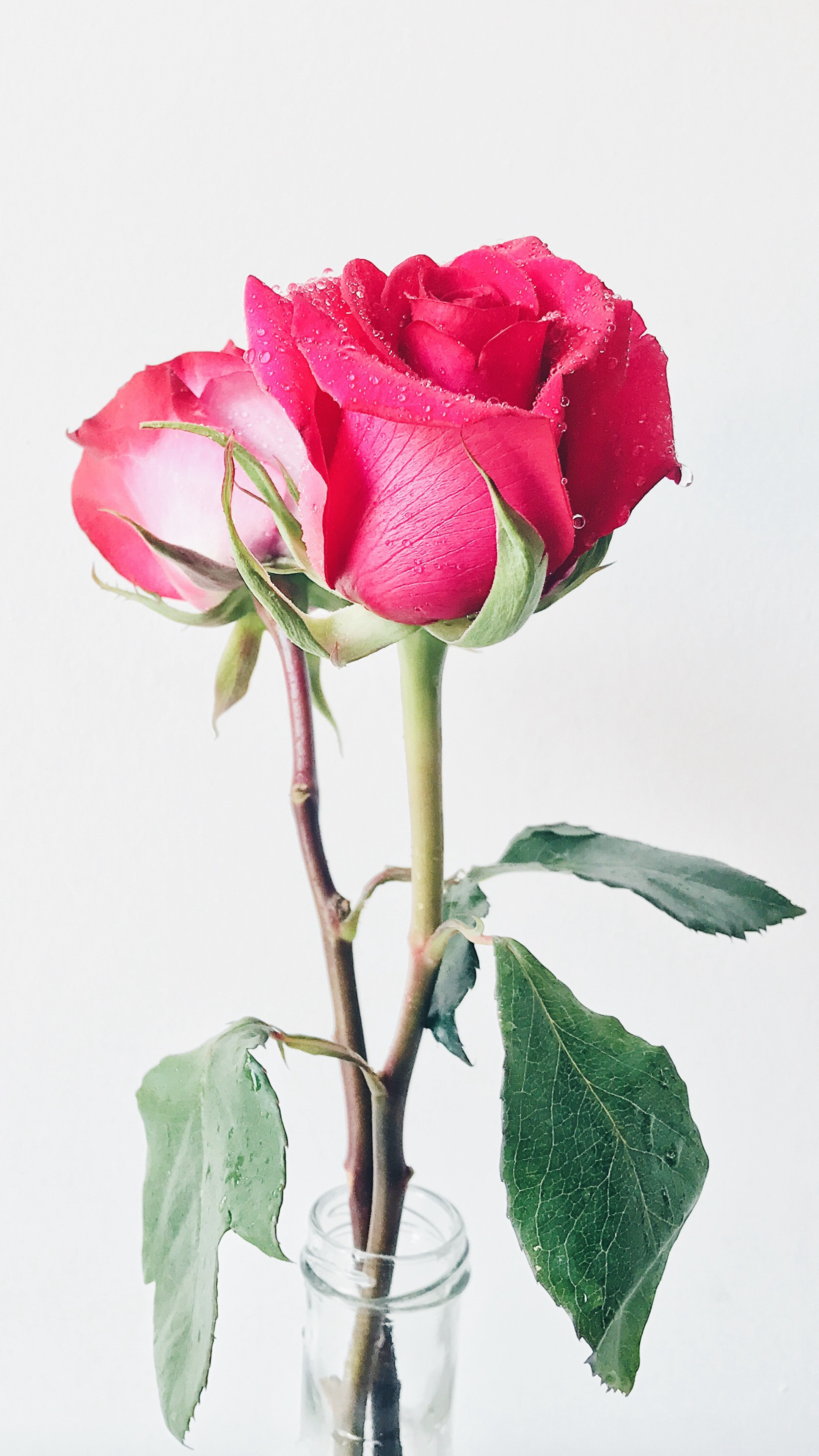 红色的美丽玫瑰520爱情专属手机壁纸