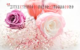 浪漫唯美的粉色<span style='color:red;'>玫瑰花</span>，2020年6月花卉花朵系列日历壁纸图片
