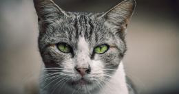 动物猫咪的多彩<span style='color:red;'>瞳孔</span>，张开嘴打哈欠的猫咪等桌面壁纸