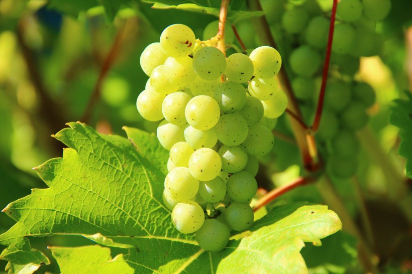 葡萄图片，还未成熟挂在葡萄藤上的绿葡萄唯美高清图片