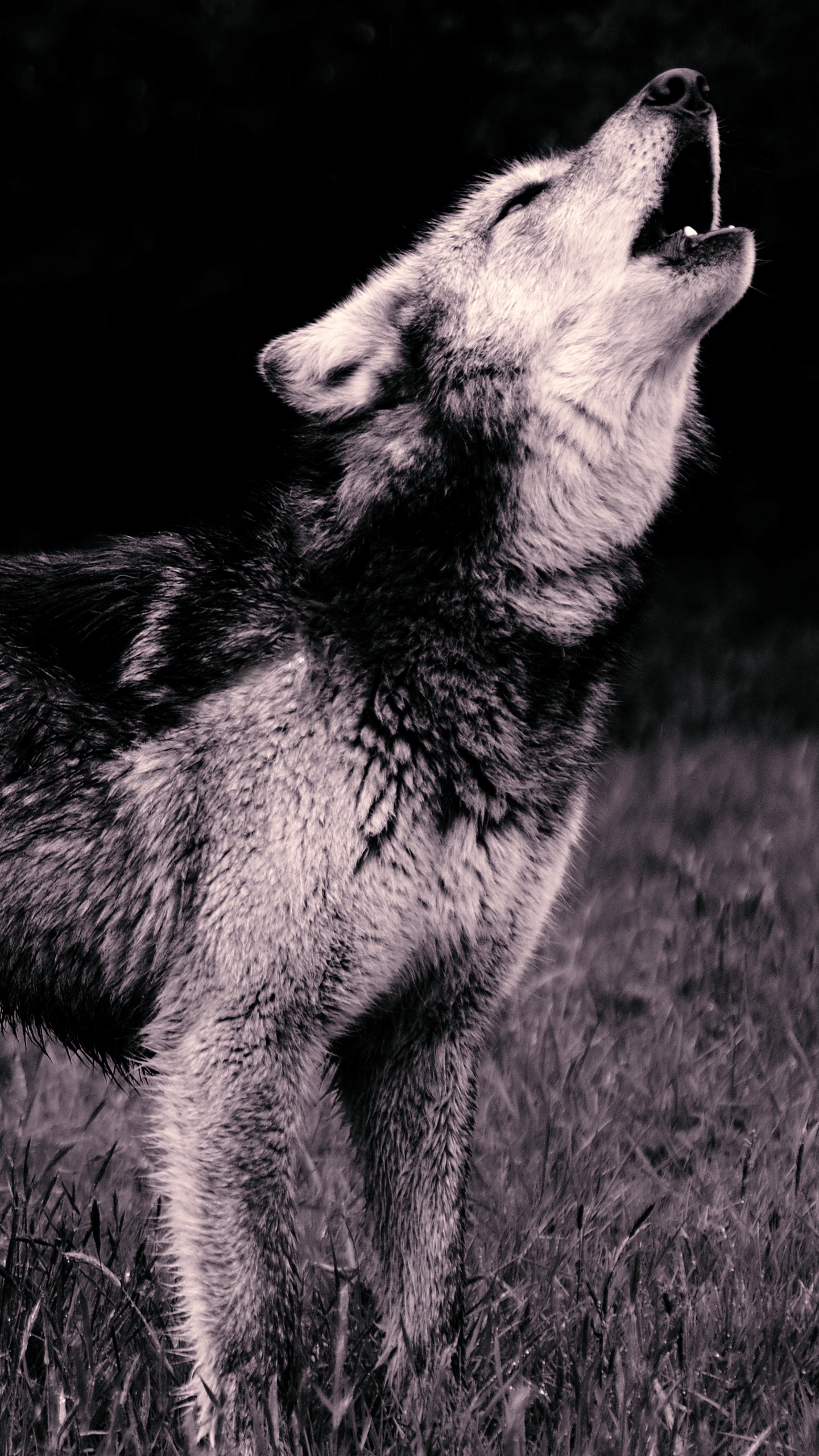 仰天长啸的动物“狼”的超清2K手机壁纸下载