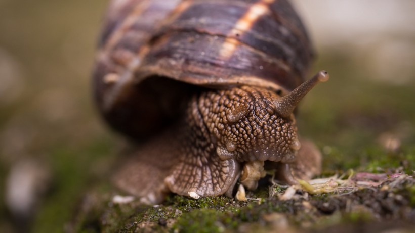 雨后可爱蜗牛爬行高清微距图片