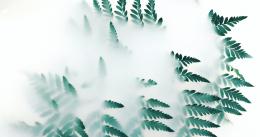叶子类植物护眼电脑壁纸“含羞草，桫椤，松叶”等