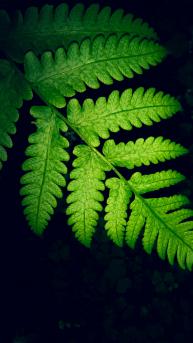 植物“薄盖双盖蕨”绿绿的叶子手机壁纸