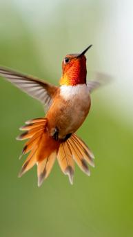 最小的鸟“<span style='color:red;'>蜂鸟</span>”的展翅飞翔的近照摄影动物手机壁纸