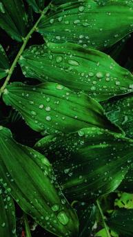 植物“玉竹”的叶子唯美手机壁纸