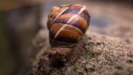 雨后可爱蜗牛爬行高清微距图片