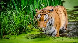 热带雨林沼泽中的西伯利亚虎霸气动物壁纸