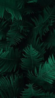 自然植物“海羽星，<span style='color:red;'>肾蕨</span>，戟叶耳蕨”绿色护眼壁纸手机壁纸