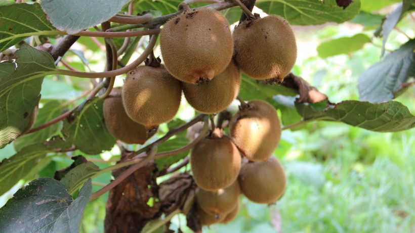 长在树上营养新鲜的绿色水果猕猴桃图片
