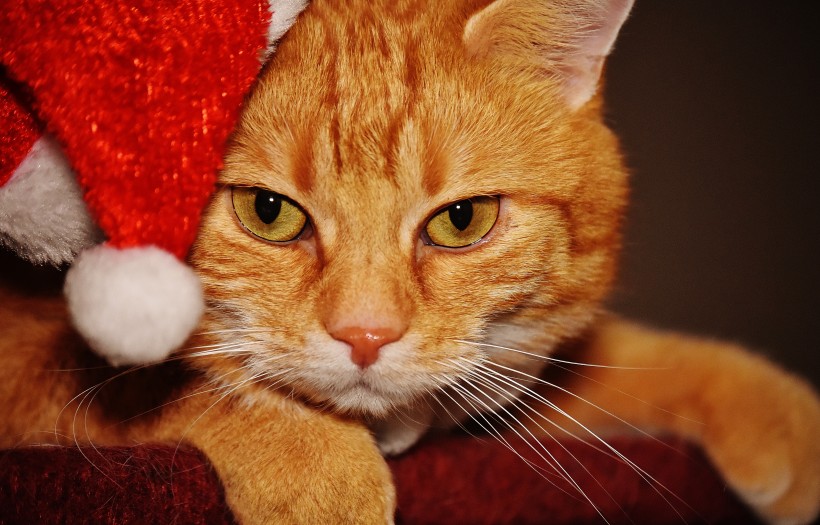 虎斑猫，戴圣诞帽的虎斑猫可爱图片