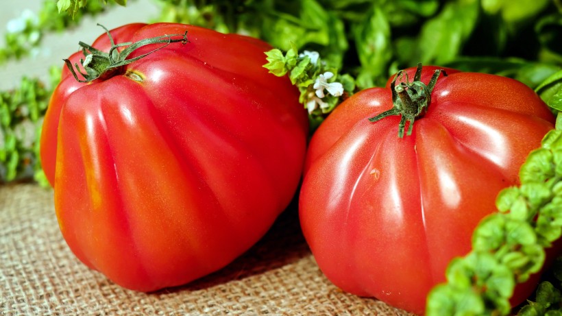 既是蔬菜又是水果，营养丰富好吃的西红柿高清图片