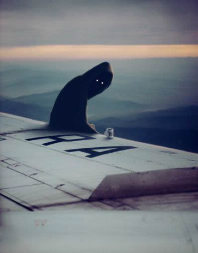 飞机上看到了鬼魂，所以伊春飞机失事了