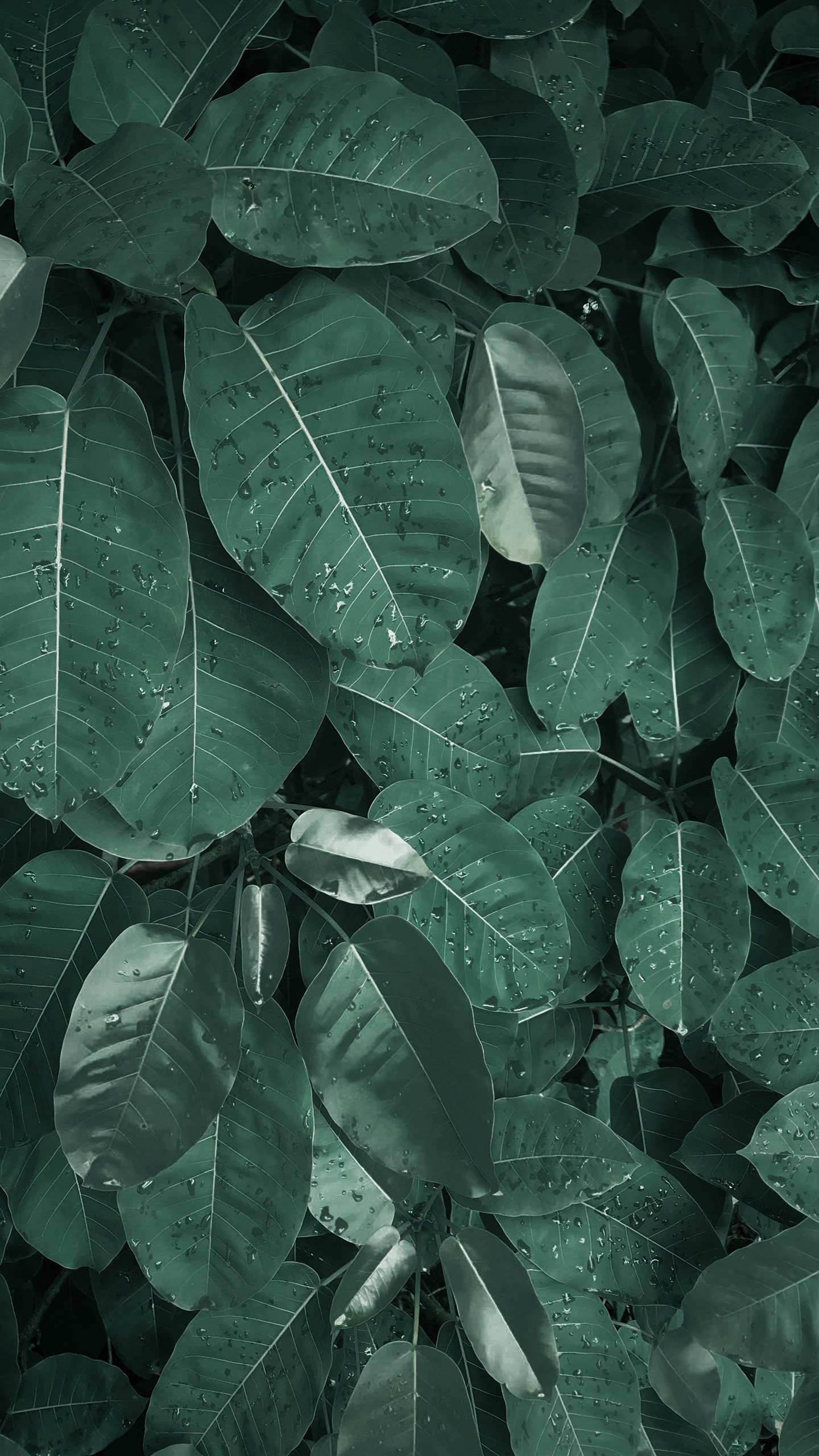 唯美植物“大青树”的高清摄影手机桌面壁纸