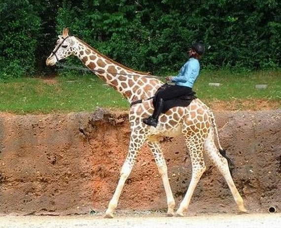 原来长颈鹿也可以骑的