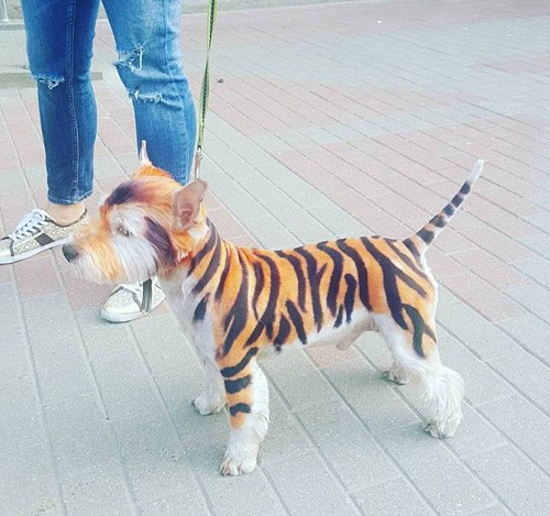这是一头狗？谁信啊，这不是老虎吗