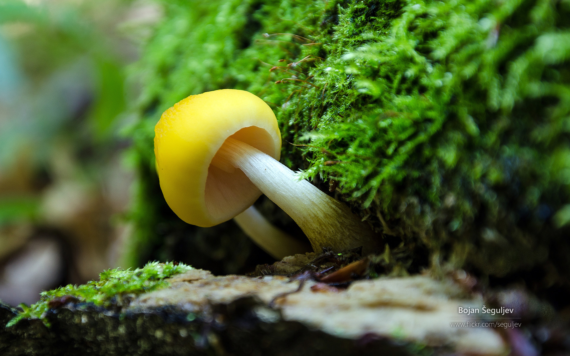 真菌小蘑菇，枯木，树林，草丛壁纸图片