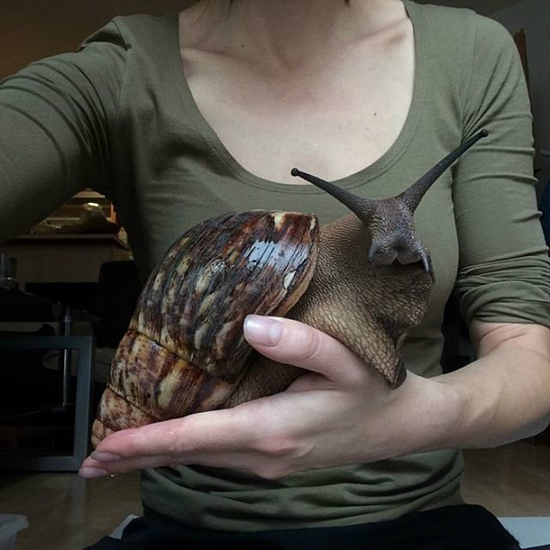 世界上最大的蜗牛，都可以炒炒吃两顿了