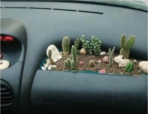 汽车里的微型花园，可消除车内甲醛污染