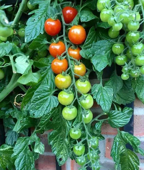 高产量产的西红柿，看上去还很美