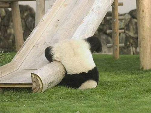 熊猫孩子的一天