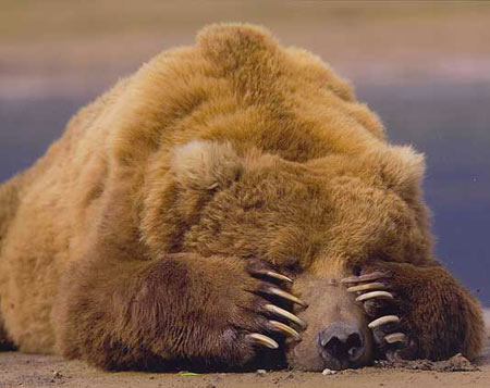 最胆小的熊——呵呵，其实这是褐熊在熟睡中的姿势
