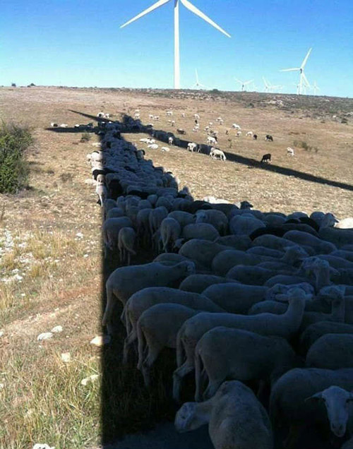 草原的羊儿们也开始娇生惯养了，一点点太阳都不嗮，怎么补钙呢？