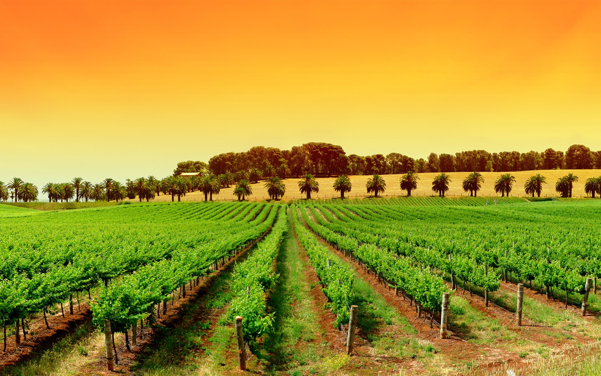 葡萄庄园里的风景 葡萄树，酒庄，红酒壁纸图片
