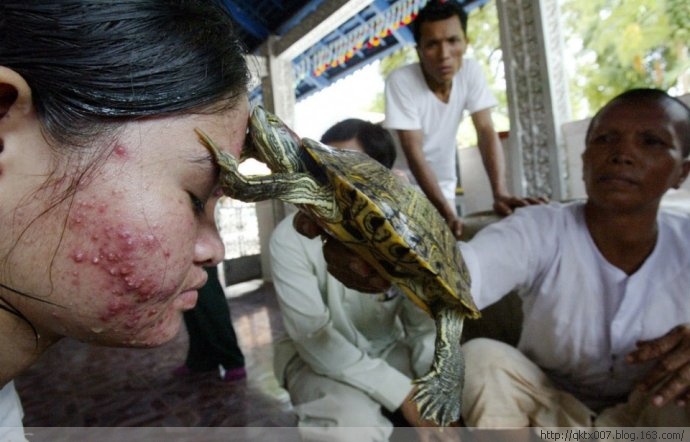 乌龟疗法柬埔寨人认为触摸乌龟对风湿病治疗有帮助