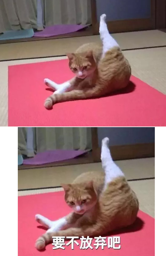 练瑜伽的猫咪.....贵在坚持