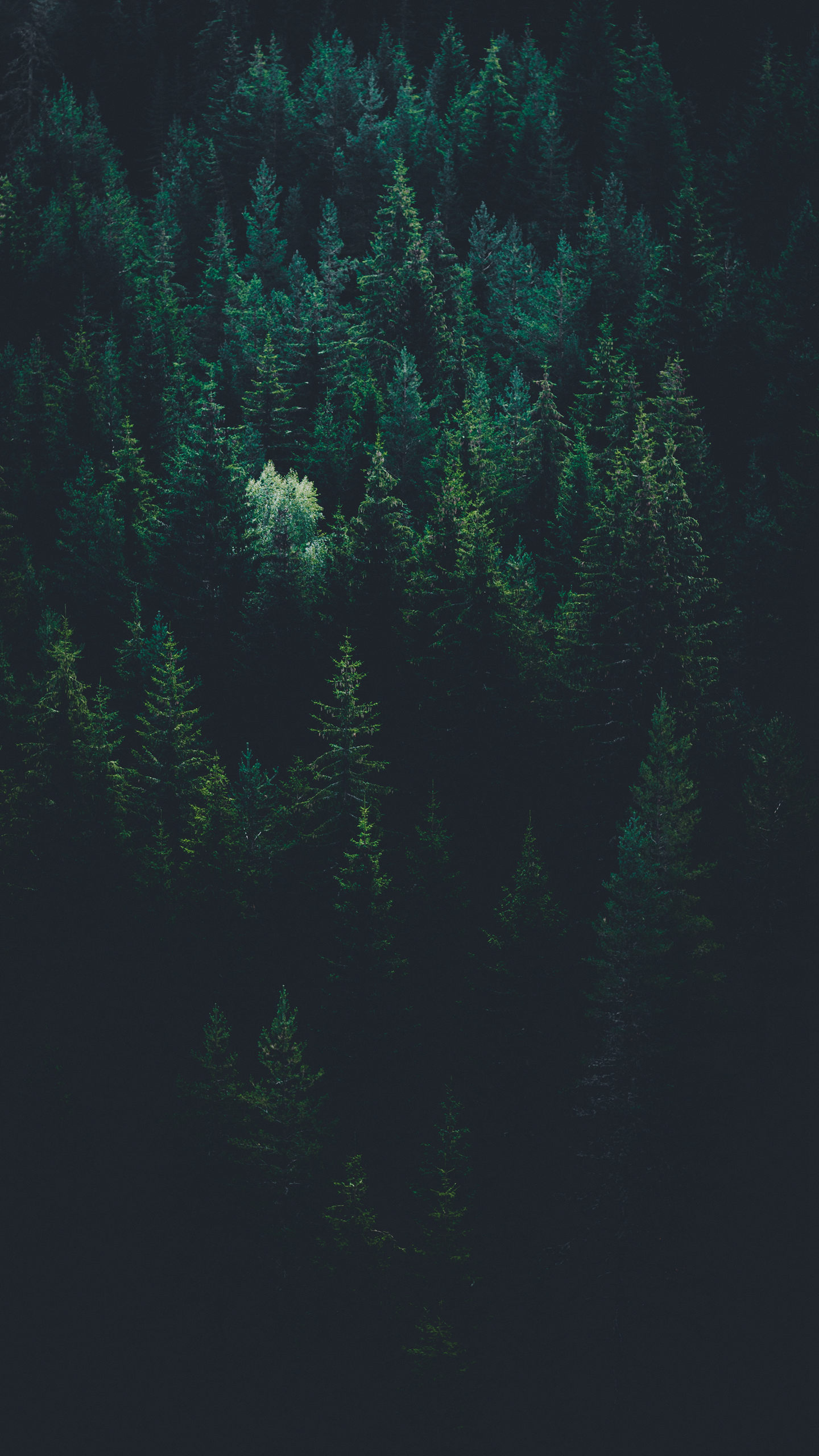 大自然的魅力，唯美的大自然森林手机壁纸图片