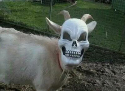 如果给家畜都带上面具，主人你怕了吗？