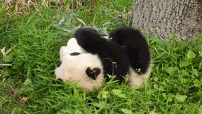 熊猫优哉游哉的吃奶动图