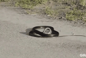 蛇精病一天天的在马路上吓人