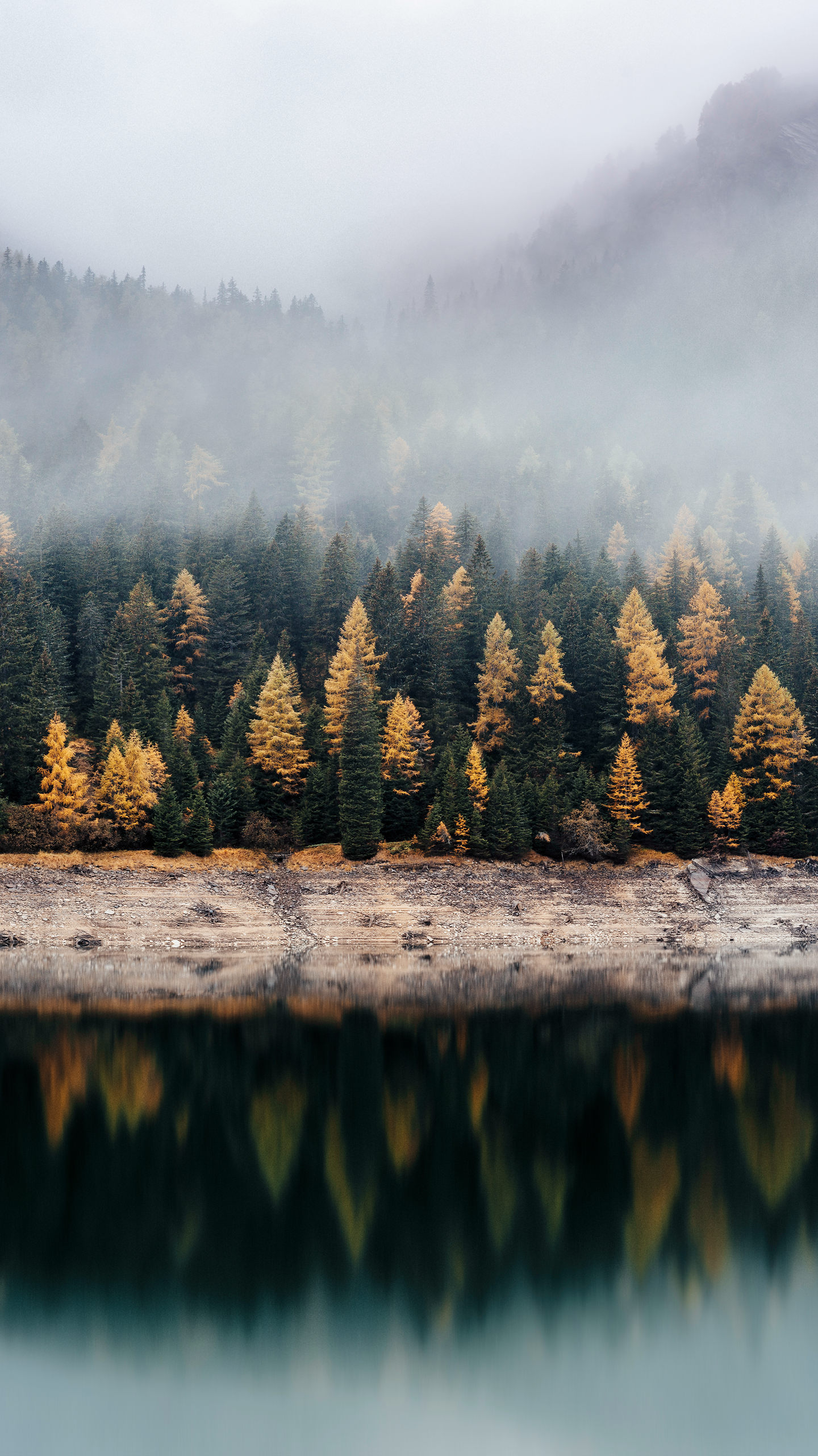 迷雾下的森林手机壁纸图片，太美了