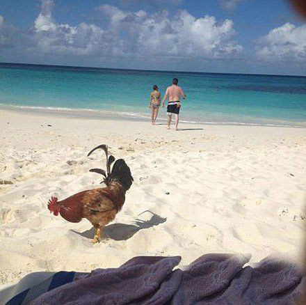 这只鸡是来度假的吗？