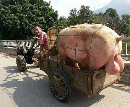 我县最大的种猪，欢迎来配种！哈哈